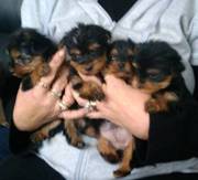 Yorkshire Terrier Puppies