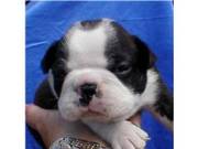 Boston Terrier Puppies for sale