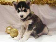 siberian husky forvsale