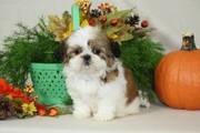 Beautiful Shih tzu puppies for re homing