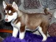 Beautiful kc siberian husky pups for sale