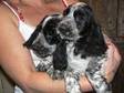 BEAUTIFUL PEDIGREE Cocker Spaniel pups - boys and girls....