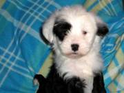 Adorable Sweet Tibetan Terrier Puppies for sale