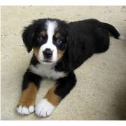 Bernese Mountain Dog puppy for sale