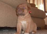 Dogue De Bordeaux Puppies For Caring Homes