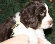 Lovely English Springer Spaniel Puppies for Sale