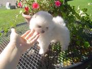 Teacup Pomeranian puppy for sale