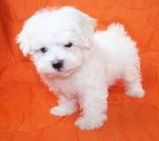 Maltese puppy for sale