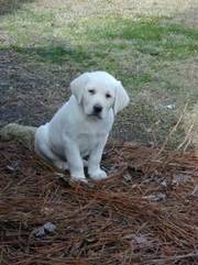 Labrador Retriever puppy for sale