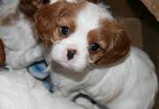 Cavalier King Charles Spaniel Puppy For Sale