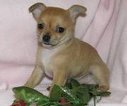 quality chihuahua puppy for lovely family