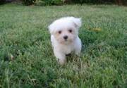 Adorable and sweet Maltese Puppies for sale