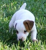 Jack Russell Terrier puppy for sale