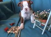 Boston Terrier Puppies For Excellent Homes