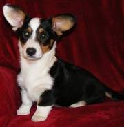 Cardigan Welsh Corgi Puppies For Caring Homes