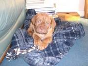 Dogue De Bordeaux Puppy for sale