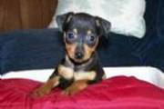 Miniature Pinscher puppy for sale