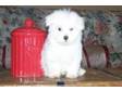 ggood maltese puppy