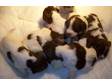 English springer spaniel pups,  kc reg,  excellent....