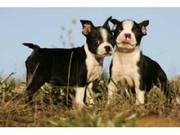 Boston Terriers for free re-homing