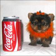 Registered Yorkshire Terrier Puppies