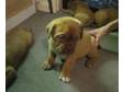 Dogue De Bordeaux Pups For Sale