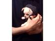 xxx PRECIOUS TEACUP CHIHUAHUA SNOW WHITE BABY BOY LOOK xxx