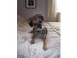 Pedigree KC Registered Border Terrier Puppies in Gloucester,  Gloucestershire