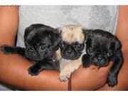 Gorgeous Fawn / Black coloured Pug puppies for adoption