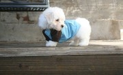 Packie is just as sweet as he can be! He is very playful, Bichon Frise