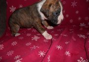 she is a flashy brindle they come from great blood lines boxer puppies