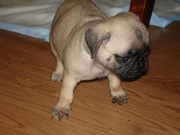 Extremely cute pug puppies in need of a home