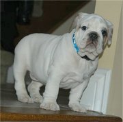 an outstanding good and neat english bulldog ready for rehoming