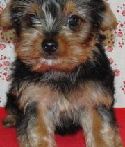 adorable AKC registered yorkie in need of a good home