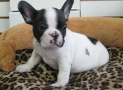 home trained french bull dog puppies fro sale in good homes