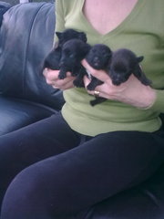patterdale terrier pups  for sale     ace pups for temprement