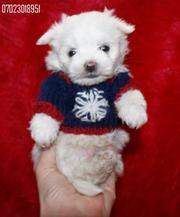  KC registered Maltese Puppies For Sale