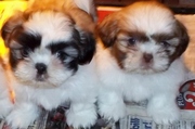 SHIH-TZU Pedigree Puppies