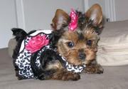 Adorable Yorkie Puppy for great families 