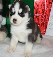 Healthy Siberian Husky Puppies Ready For Sale