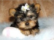 Miniature Yorkshire Terrier Puppy For Re-homing