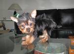 RE: Yorkshire terrier puppies 4female / 2male
