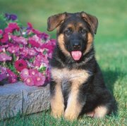 German Shepherd puppies for sale now