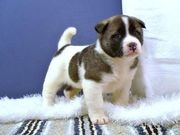 Quality Well Home Train Akita Puppies for sale now ready to gome