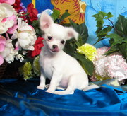  TINY TEA CUP CHIHUAHUA PUPPIES FOR SALE  