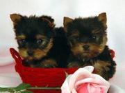 Lovely baby face yorkie babies for adoption
