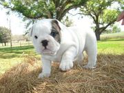 cute and adorable english bulldog for free adoption