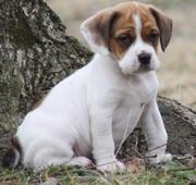 Available Beagle Puppies For Sale