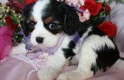 Sweet and healthy male and female calvalli king puppies
