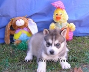 lovely husky for freee adoption fora good and caring home with kids 